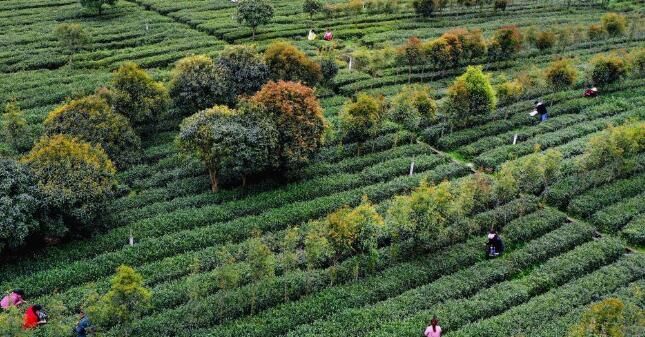 有关于陕西平利:以茶致富 因茶兴业的相关信息(2)