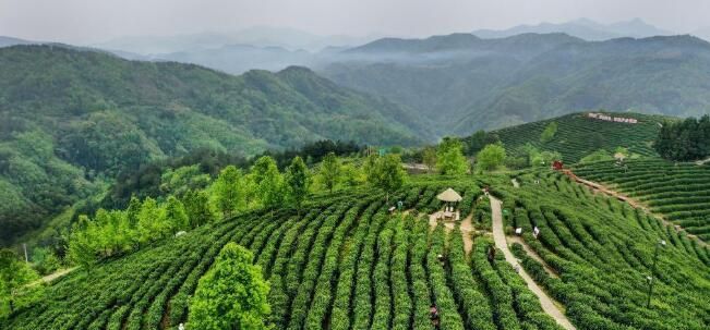 有关于陕西平利:以茶致富 因茶兴业的相关信息