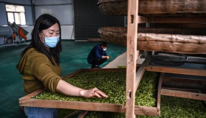 有关于陕西平利:以茶致富 因茶兴业的相关信息(7)