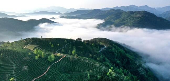 有关于陕西平利:以茶致富 因茶兴业的相关信息(11)