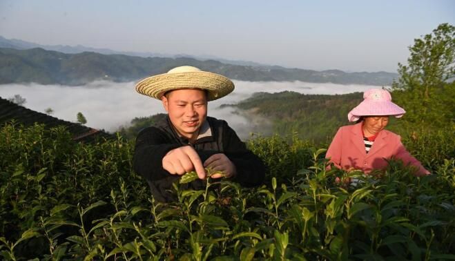 有关于陕西平利:以茶致富 因茶兴业的相关信息(10)