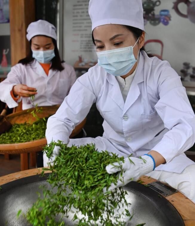 有关于陕西平利:以茶致富 因茶兴业的相关信息(3)