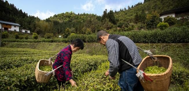 有关于炎陵:春茶采摘 开启美丽乡村“茶经济”的最新消息(3)