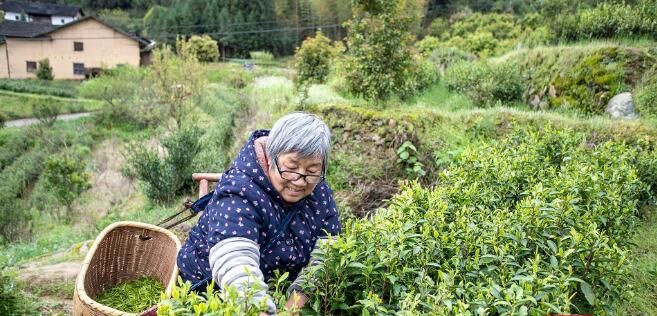 有关于炎陵:春茶采摘 开启美丽乡村“茶经济”的最新消息(2)