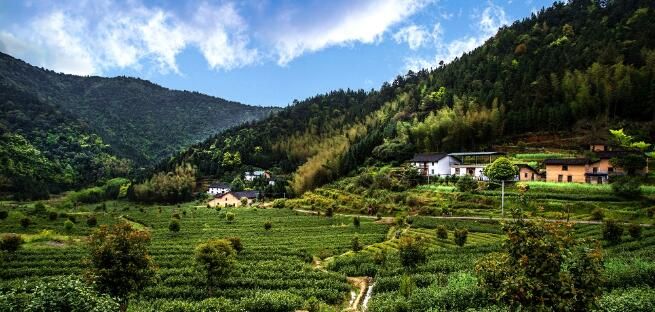 有关于炎陵:春茶采摘 开启美丽乡村“茶经济”的最新消息
