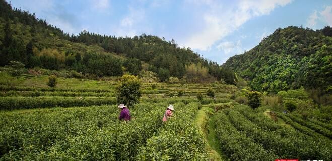 有关于炎陵:春茶采摘 开启美丽乡村“茶经济”的最新消息(4)