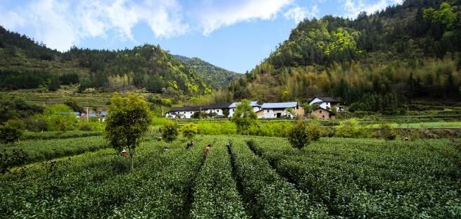 有关于炎陵:春茶采摘 开启美丽乡村“茶经济”的最新消息(1)