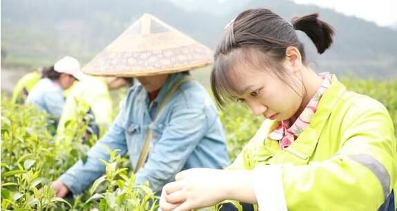 有关于保靖县葫芦镇:多措并举助力春茶采收的相关内容(1)
