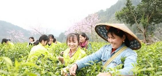 有关于保靖县葫芦镇:多措并举助力春茶采收的相关内容