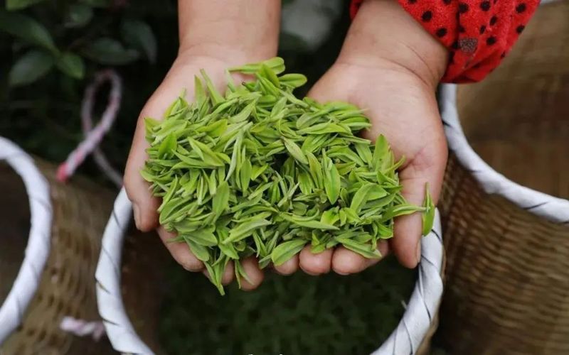 有关于剑河:高山茶飘香 订单采摘忙的相关信息(3)
