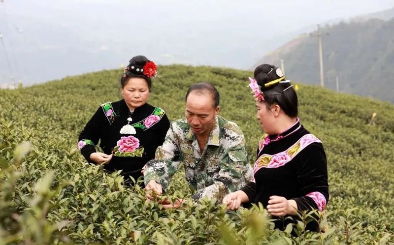 有关于剑河:高山茶飘香 订单采摘忙的相关信息(1)
