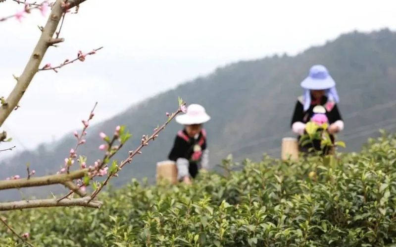 有关于剑河:高山茶飘香 订单采摘忙的相关信息(2)