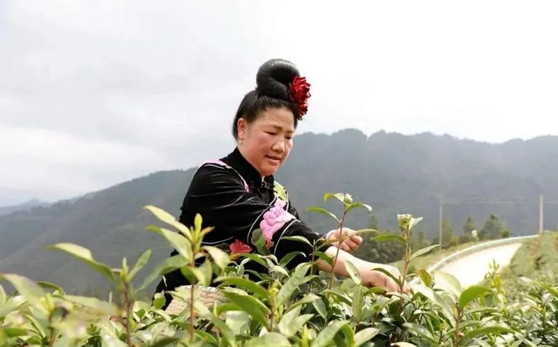 有关于剑河:高山茶飘香 订单采摘忙的相关信息