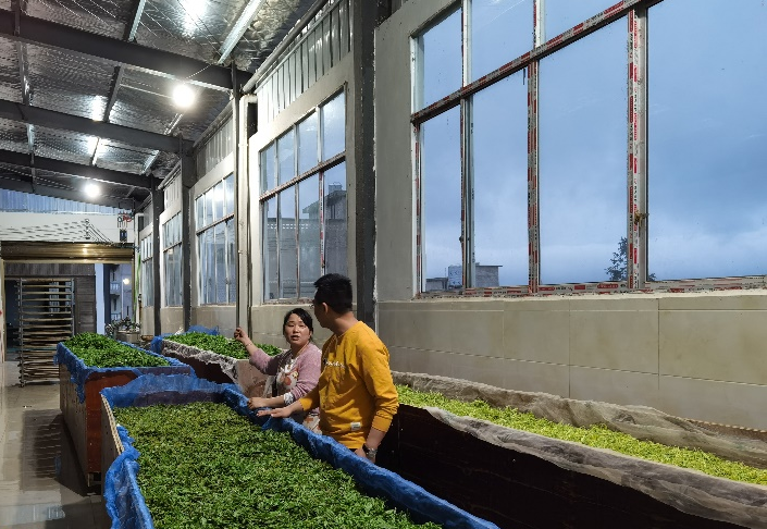 关于贵州绿茶如何卖个好价钱?加工环节不可忽视这几点→的相关信息(2)
