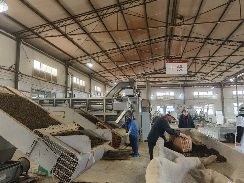 关于贵州绿茶如何卖个好价钱?加工环节不可忽视这几点→的相关信息(5)