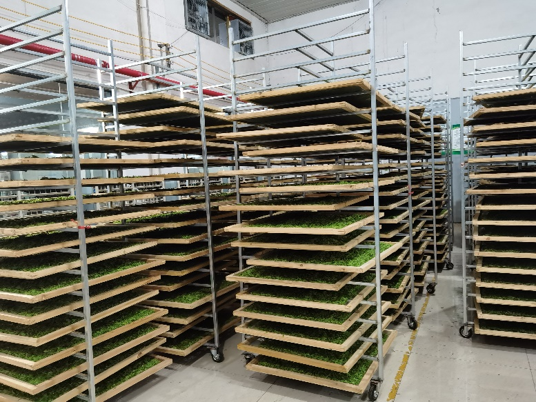 关于贵州绿茶如何卖个好价钱?加工环节不可忽视这几点→的相关信息
