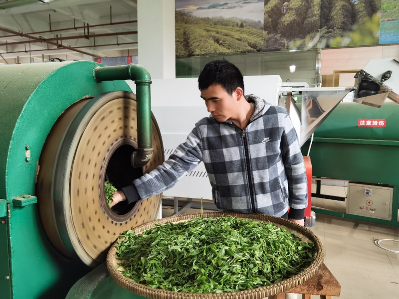关于贵州绿茶如何卖个好价钱?加工环节不可忽视这几点→的相关信息(3)