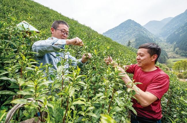 关于金华市婺城区：志愿者上山帮助茶农抢收明前茶的最新消息
