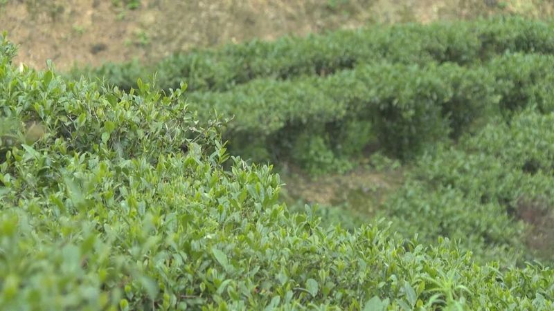 有关于水墩镇发展茶产业助推乡村振兴的最新消息(3)