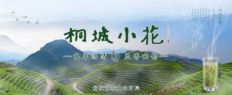 关于桐城6.8万亩春茶全面开采 今春茶叶质升价长的新闻