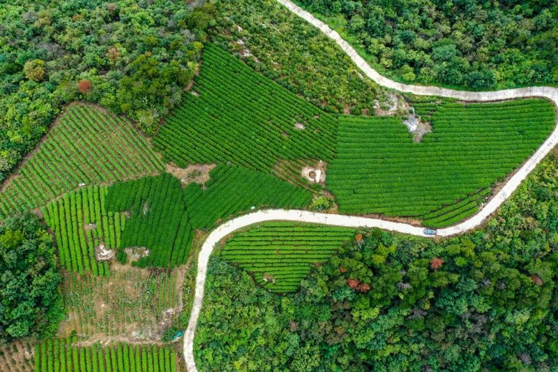 关于桐城6.8万亩春茶全面开采 今春茶叶质升价长的新闻(1)