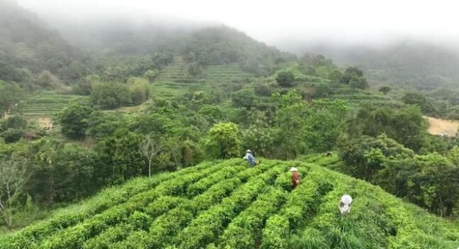 有关于阳西:东水山春茶上市的资讯