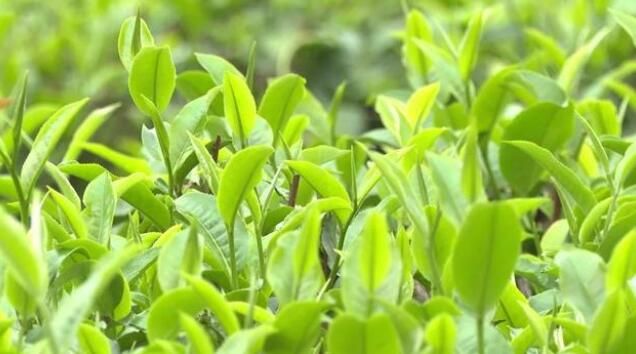 有关于阳西:东水山春茶上市的资讯(5)