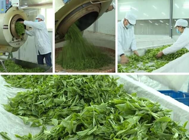 有关于阳西:东水山春茶上市的资讯(2)