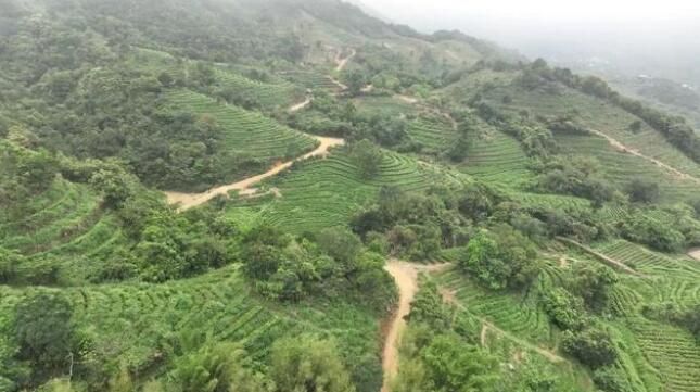 有关于阳西:东水山春茶上市的资讯(4)