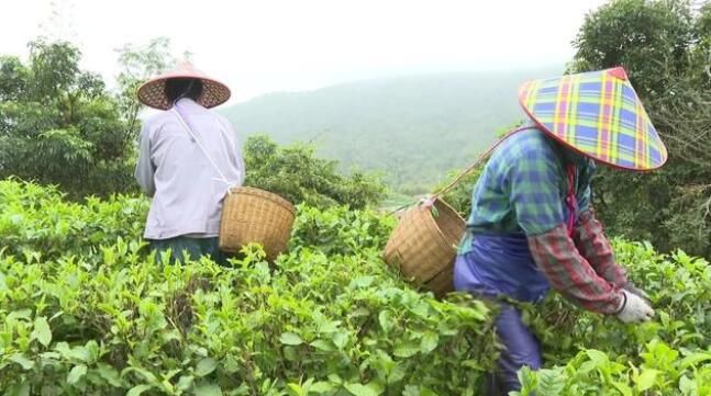 有关于阳西:东水山春茶上市的资讯(1)