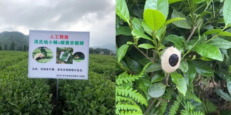 关于贵州绿茶那看不见的绿的相关内容(13)