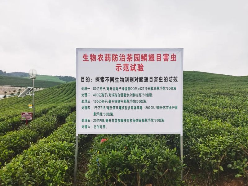 关于贵州绿茶那看不见的绿的相关内容(9)