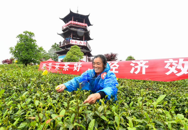 关于贵州绿茶那看不见的绿的相关内容(2)