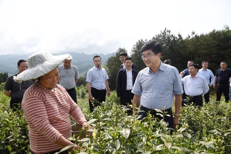 关于贵州绿茶那看不见的绿的相关内容(11)