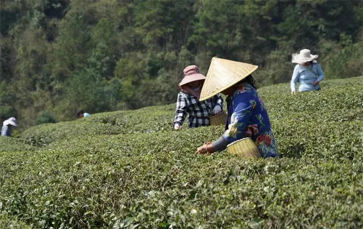有关于贵州开阳:推进富硒茶产业持续健康发展的资讯(3)