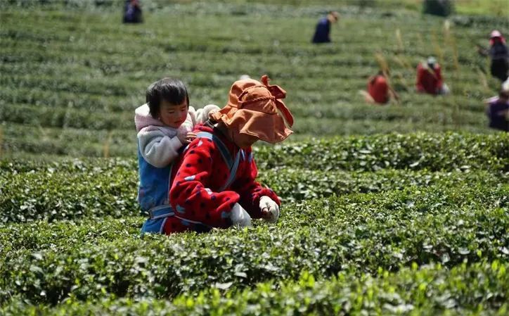 有关于贵州开阳:推进富硒茶产业持续健康发展的资讯(1)