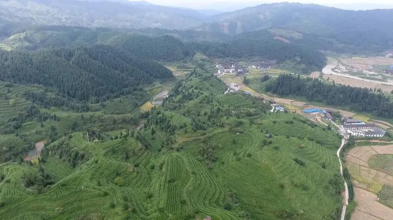 有关于罗里乡:做大做强茶产业 全力助推乡村振兴的相关内容