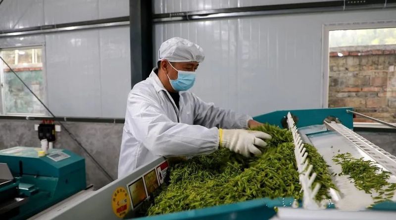 有关于罗里乡:做大做强茶产业 全力助推乡村振兴的相关内容(2)