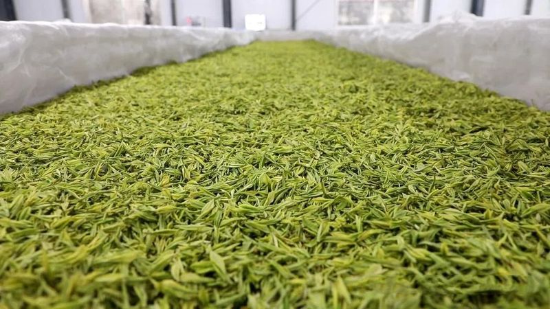 有关于罗里乡:做大做强茶产业 全力助推乡村振兴的相关内容(1)