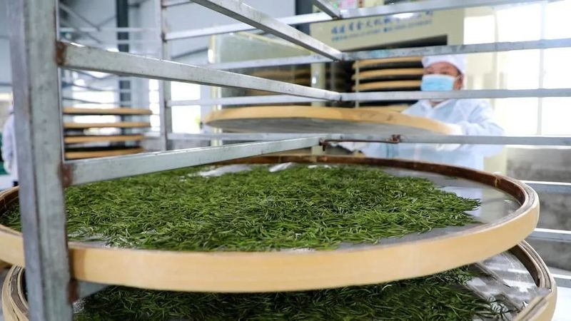 有关于罗里乡:做大做强茶产业 全力助推乡村振兴的相关内容(3)