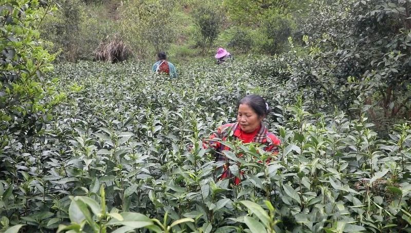 有关于罗里乡:做大做强茶产业 全力助推乡村振兴的相关内容(5)