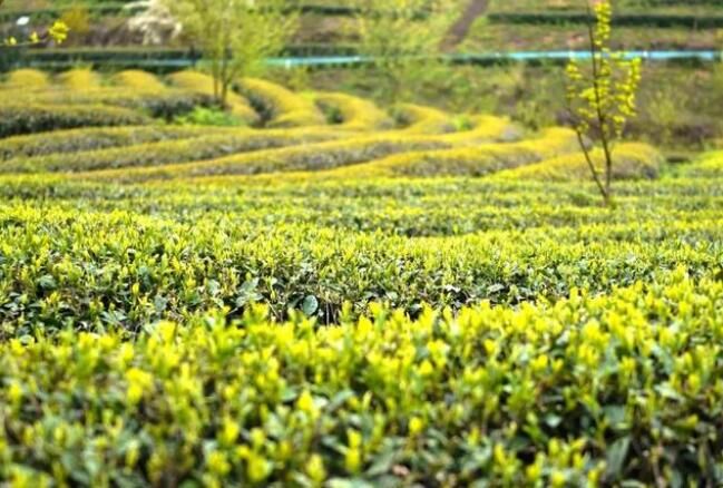 关于乌当区百宜镇:春芽又绿半寸长 人影幢幢采茶忙的资讯(1)