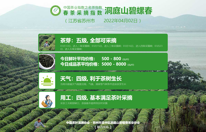 关于春茶采摘指数:黄山毛峰进入四级采摘期的新闻(7)