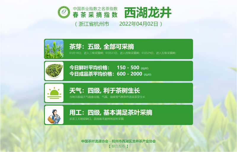 关于春茶采摘指数:黄山毛峰进入四级采摘期的新闻(4)