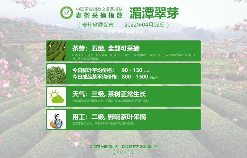 关于春茶采摘指数:黄山毛峰进入四级采摘期的新闻(6)