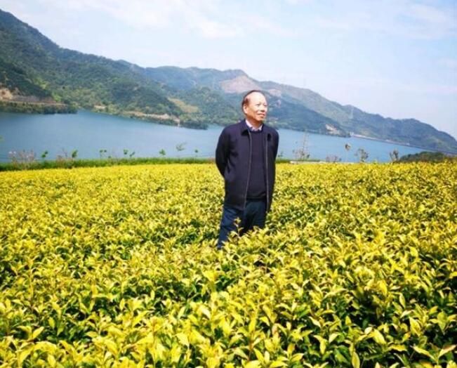 有关于讲好宁波绿茶故事展示宁波绿茶形象的相关内容(7)