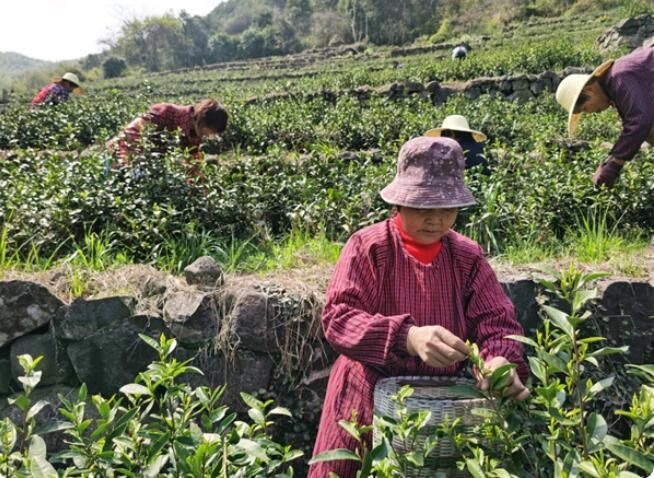 有关于讲好宁波绿茶故事展示宁波绿茶形象的相关内容
