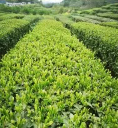 关于贵州省春茶采摘天气预报(三)的内容(4)