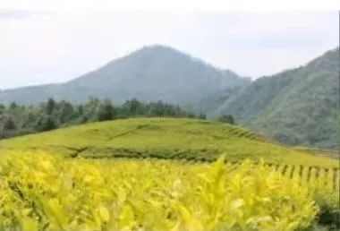 关于贵州省春茶采摘天气预报(三)的内容(2)