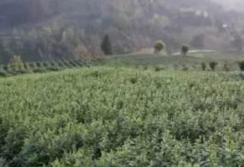 关于贵州省春茶采摘天气预报(三)的内容(3)